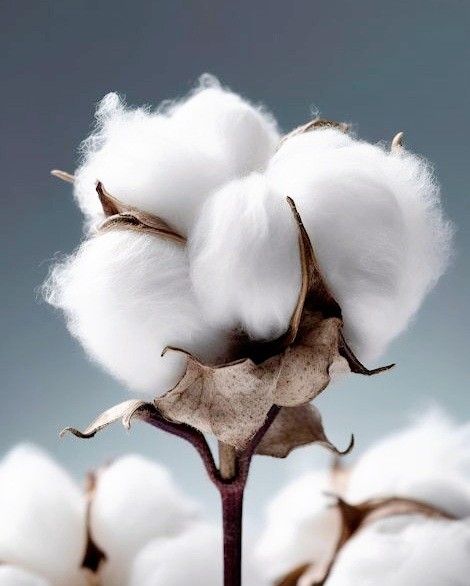 Ľadovo svieža bavlna